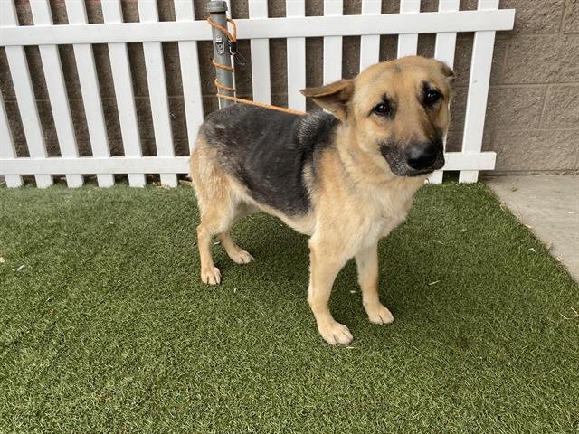 *GOLDIE - German Shepherd Dog available for adoption