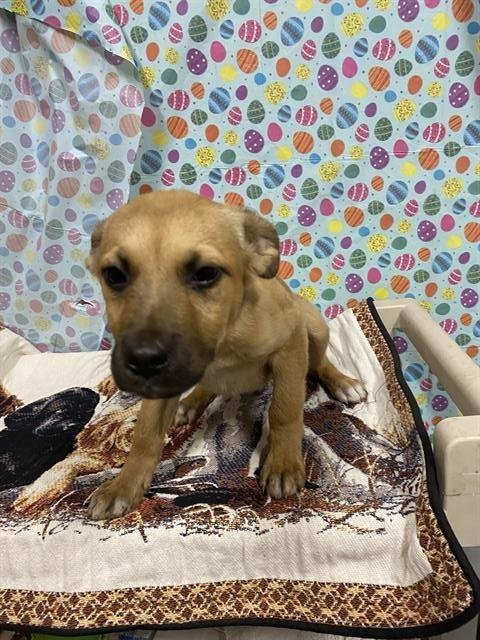 *APRIL - German Shepherd Dog available for adoption