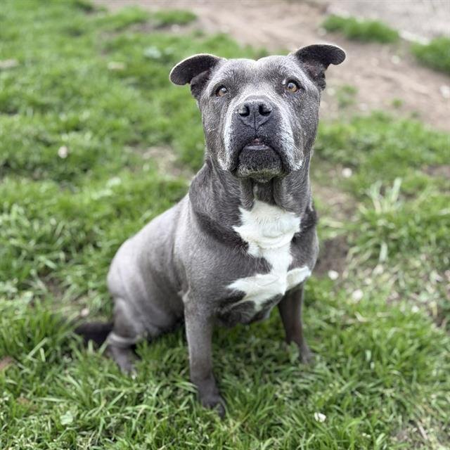 *BONNIE - Pit Bull Terrier available for adoption
