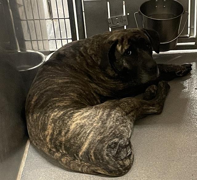 *MAXINE - Mastiff available for adoption