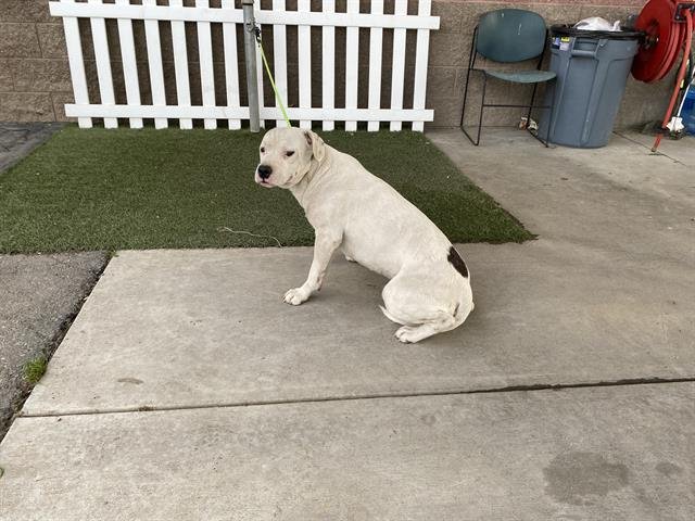 *WELLS - Pit Bull Terrier / Boxer available for adoption