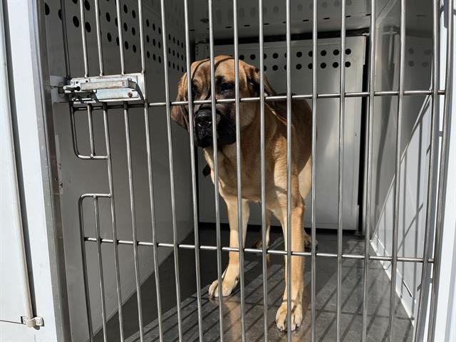 A607734 - Mastiff available for adoption