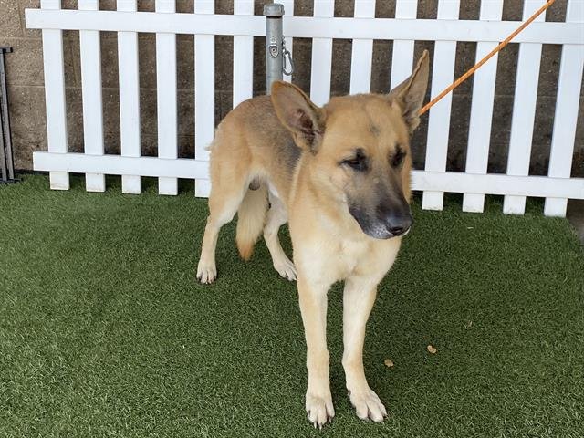 TANK - German Shepherd Dog / Belgian Shepherd Malinois available for adoption