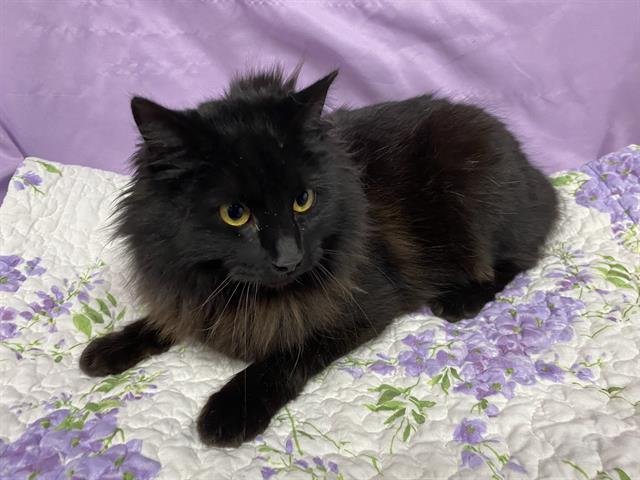A606606 - Domestic Long Hair available for adoption
