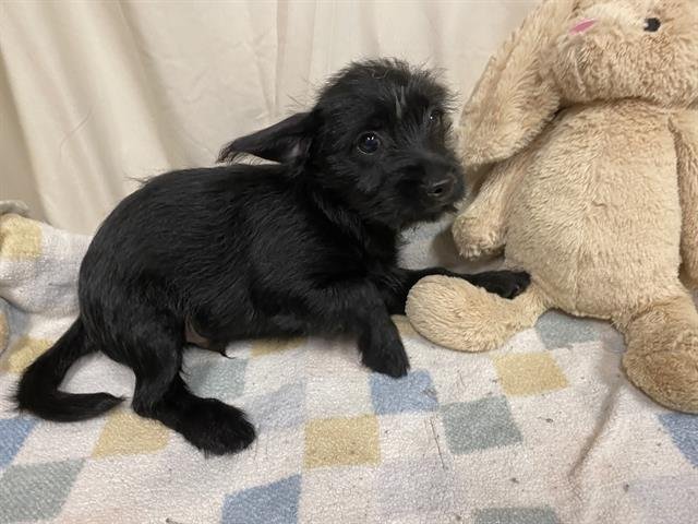 A607834 - Chihuahua / Norfolk Terrier available for adoption