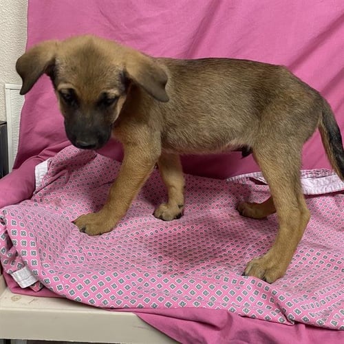 *COOPER - German Shepherd Dog available for adoption