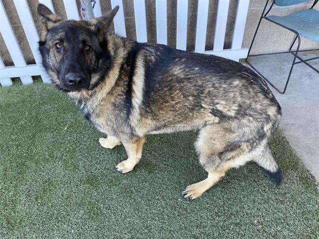 MAX - German Shepherd Dog available for adoption