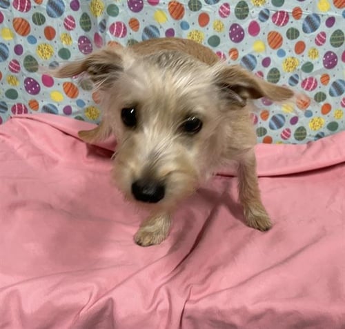 A608367 - Norfolk Terrier available for adoption