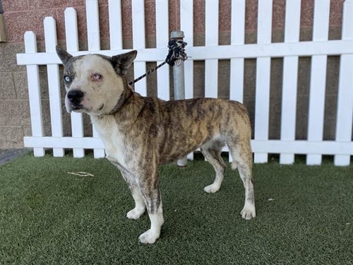 MIEL - Pit Bull Terrier / Siberian Husky available for adoption