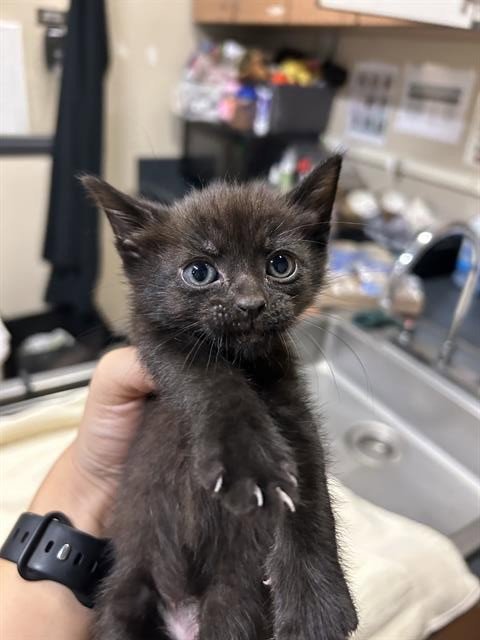 A613101 - Domestic Medium Hair available for adoption