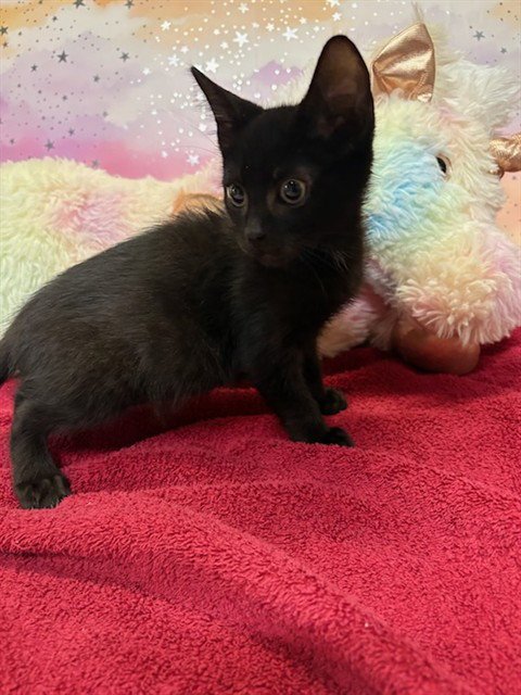 A613101 - Domestic Medium Hair available for adoption