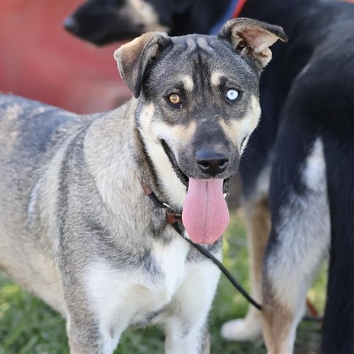*PEARL - German Shepherd Dog available for adoption
