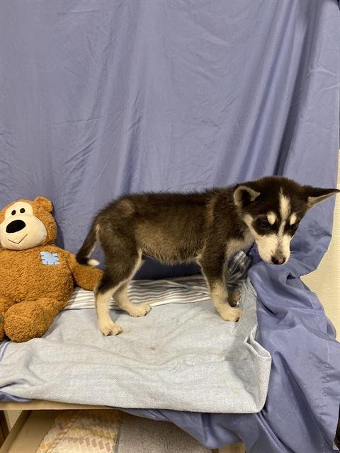 A608920 - Siberian Husky available for adoption