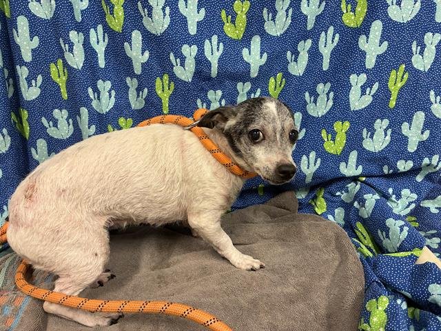 *BIRDY - Chihuahua available for adoption