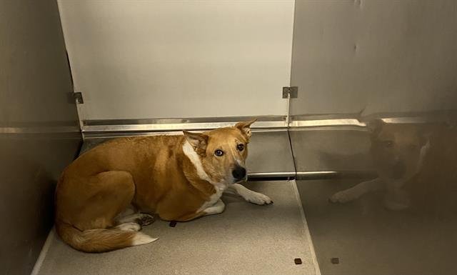 A607354 - Border Collie available for adoption