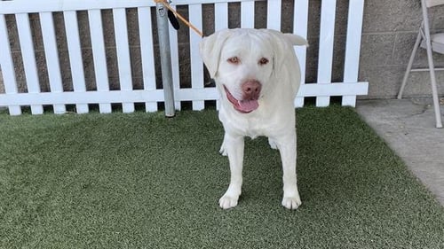 *BRIAN - Labrador Retriever available for adoption