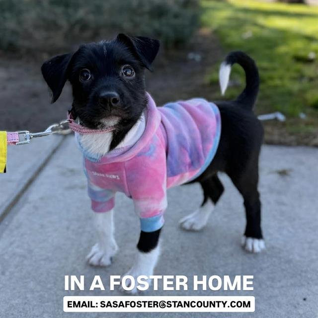 *SADIE - Border Collie available for adoption