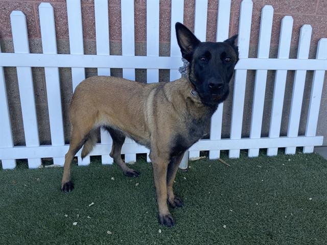 A606291 - Belgian Shepherd Malinois available for adoption