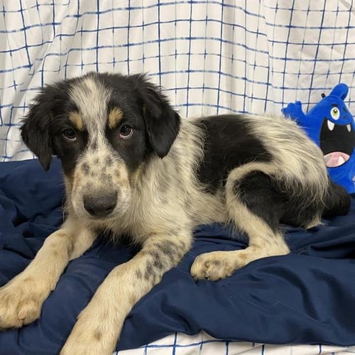 A612776 - Australian Shepherd available for adoption
