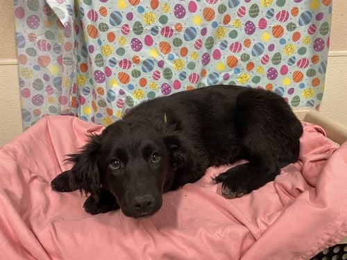 A608414 - Border Collie available for adoption