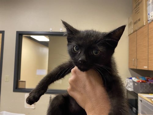 *FANG - Domestic Short Hair for adoption in Modesto