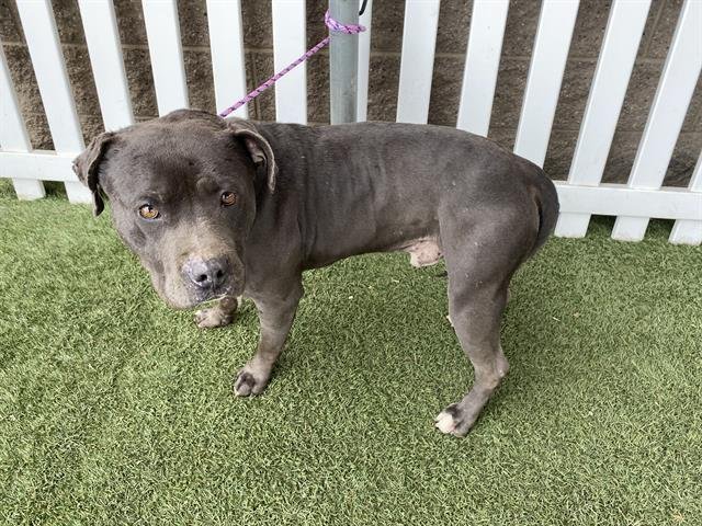 BLUE - Pit Bull Terrier available for adoption