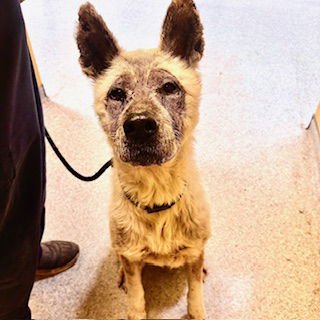 *NIKITA - Akita available for adoption