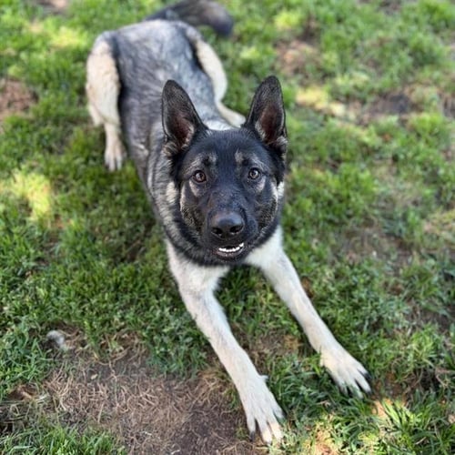 *HOLLANDER - German Shepherd Dog for adoption in Modesto