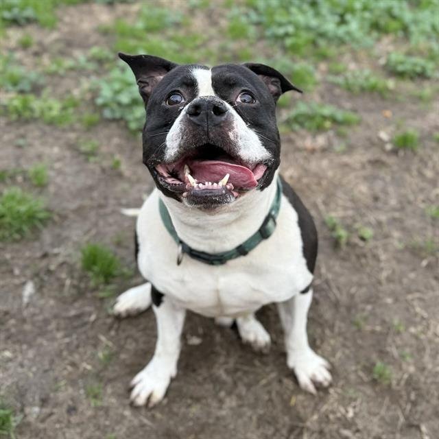 MILO - American Bulldog available for adoption