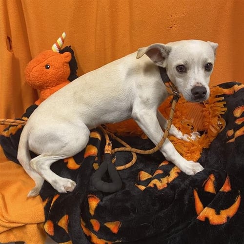 *KEEPER - Chihuahua available for adoption