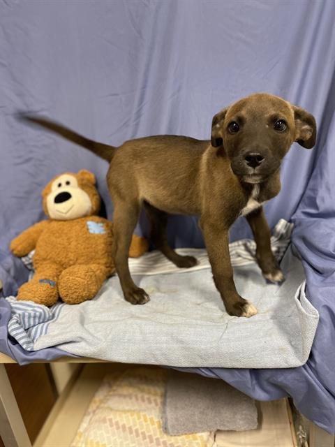 A608922 - Belgian Shepherd Malinois available for adoption