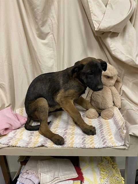*BLAIRE - Belgian Shepherd Malinois available for adoption