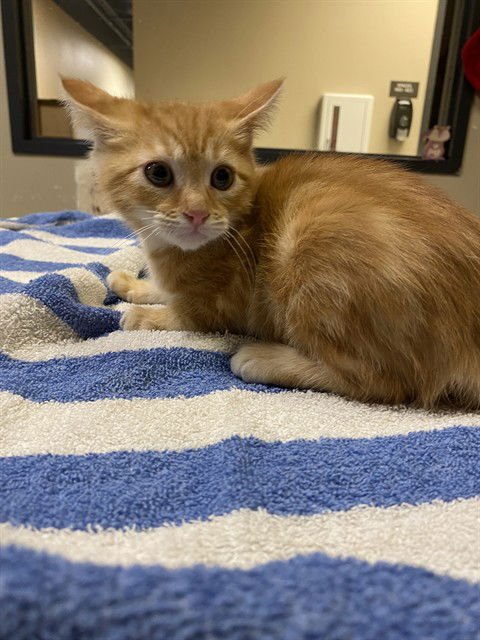 *PEACH - Domestic Short Hair available for adoption