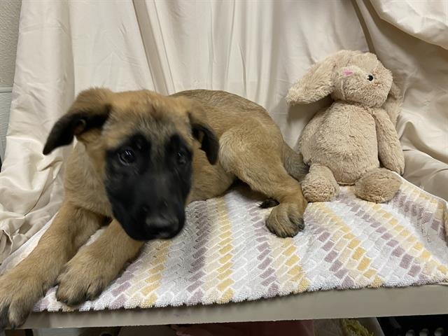 A608027 - Belgian Shepherd Malinois available for adoption