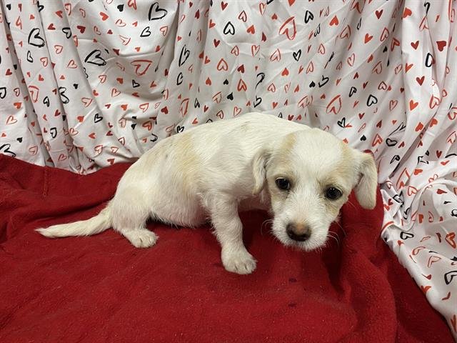 A607054 - Parson Russell Terrier available for adoption