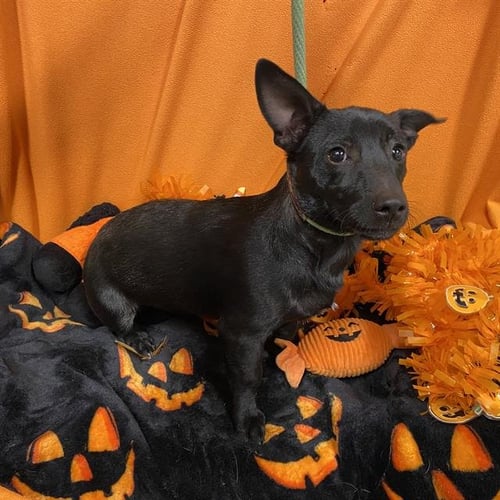 A615352 - Chihuahua available for adoption