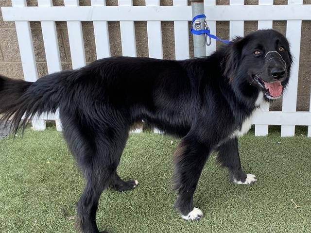 *PICCOLO - Border Collie available for adoption