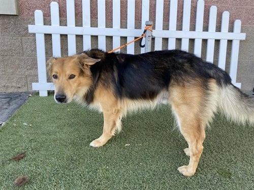 BUDDY - German Shepherd Dog for adoption in Modesto
