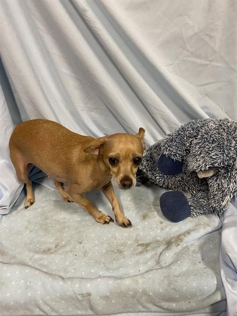 A608229 - Chihuahua available for adoption