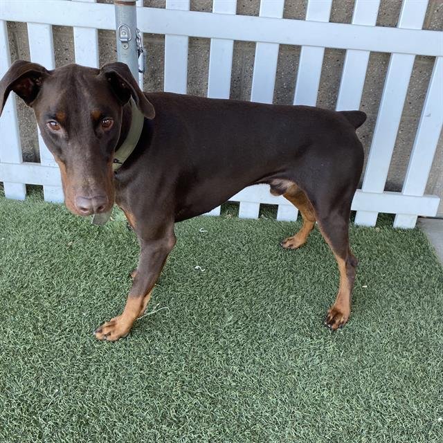 OAKLEY - Doberman Pinscher available for adoption