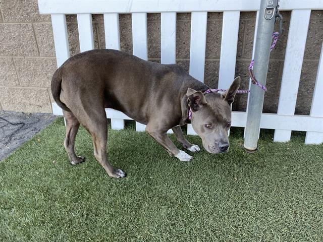 PEPPER - Pit Bull Terrier available for adoption