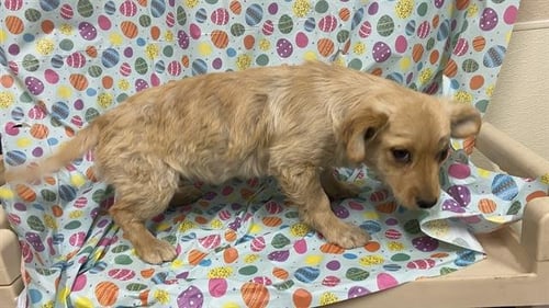 A608678 - Chihuahua available for adoption