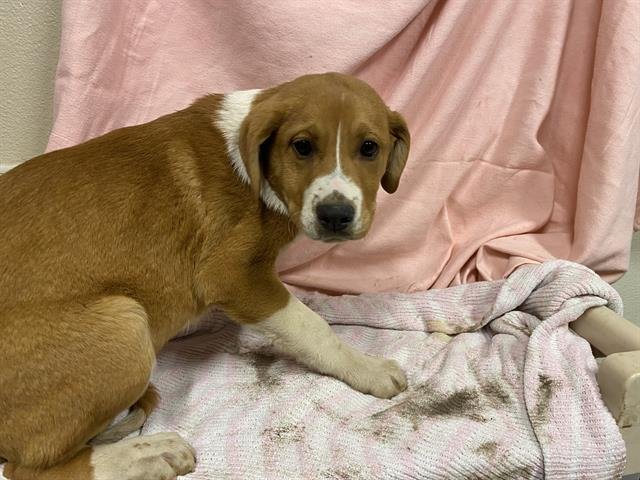 A607301 - Saint Bernard available for adoption