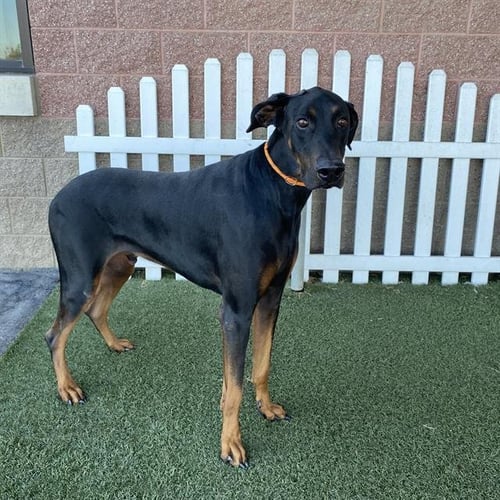 *STICKS - Doberman Pinscher available for adoption