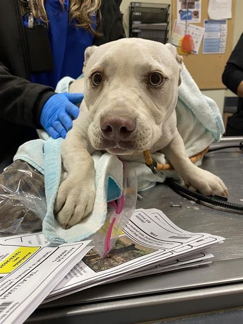 *ATLAS - Chihuahua / Pit Bull Terrier available for adoption