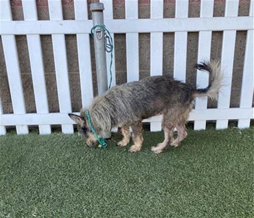 SMOKEY - Smooth Fox Terrier available for adoption