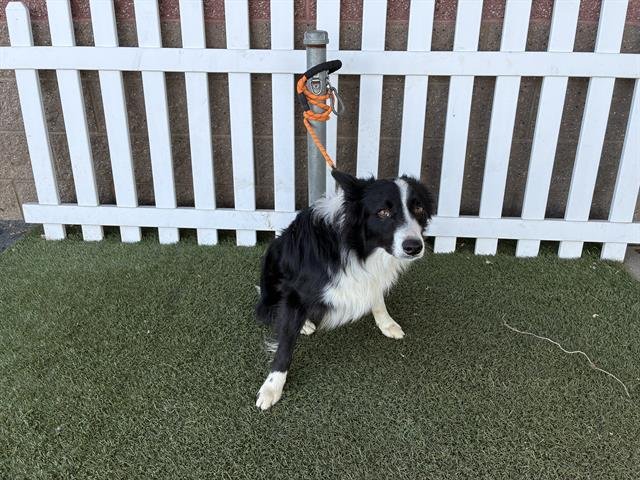A607587 - Border Collie available for adoption