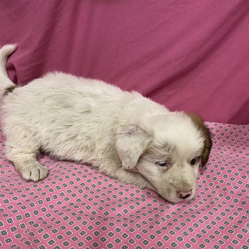 A614024 - Australian Shepherd available for adoption