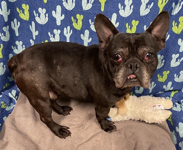 *SCOTTIE - French Bulldog available for adoption
