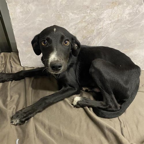 *MARS - Border Collie available for adoption